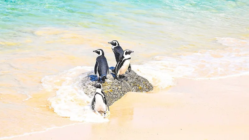 Image description: Penguins on the beach at Boulder Beach Penguin Colony.