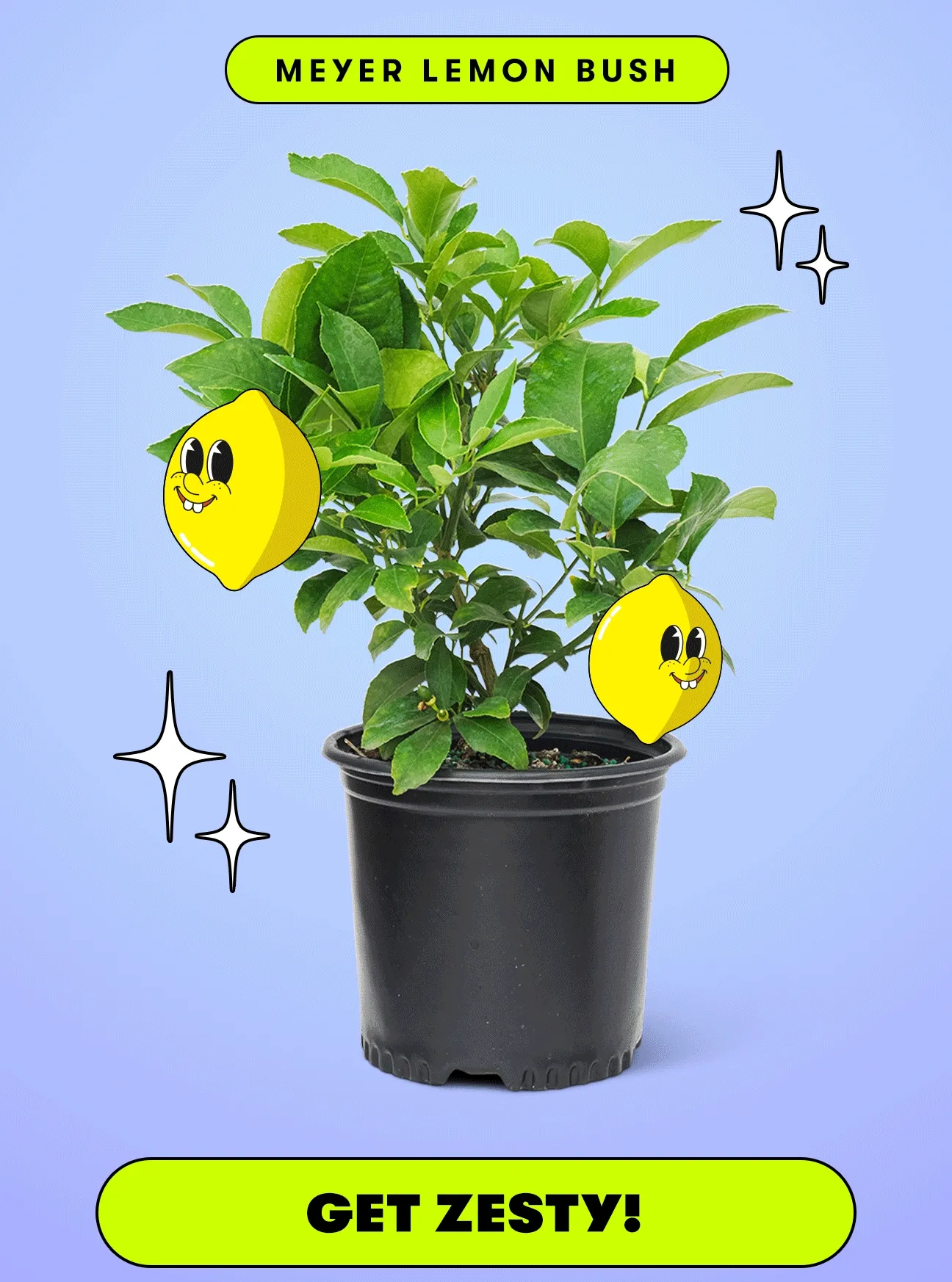 Meyer Lemon, Calamansi, Key Lime. Get zesty!