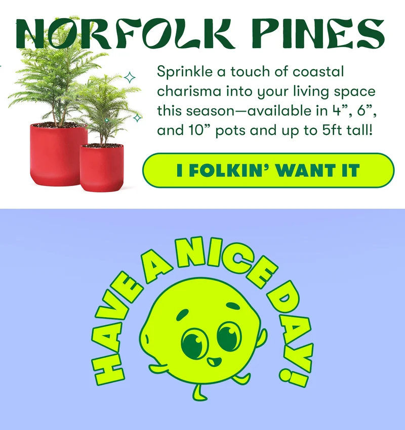 NORFOLK PINES. Sprinkle a touch of coastal charisma into your living space this season - available in 4", 6", and 10" pots and up to 5ft tall! I folkin want it. Have a niice day!