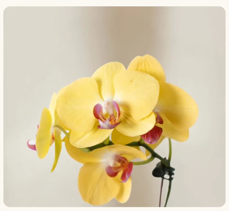 YELLOW ORCHID