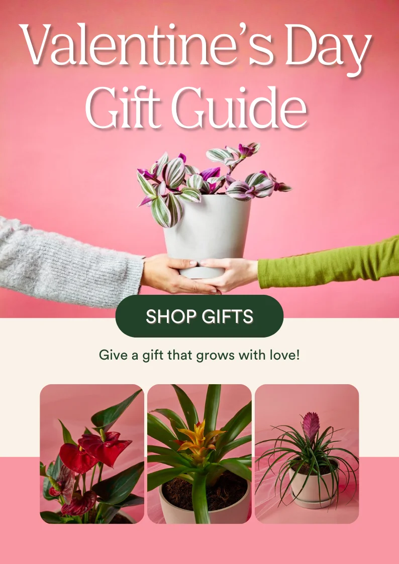 shop valentines day gifts