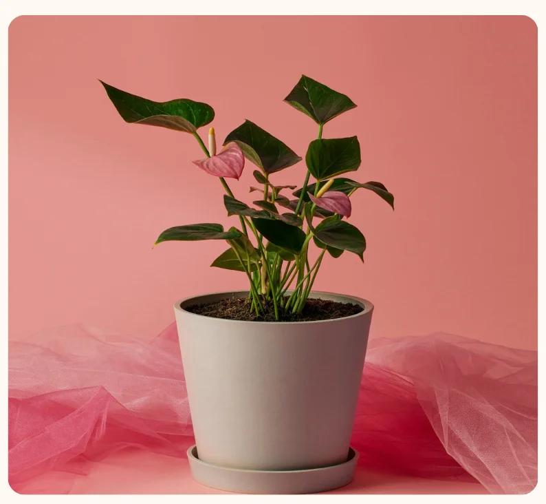 BROMELIAD SILVER VASE