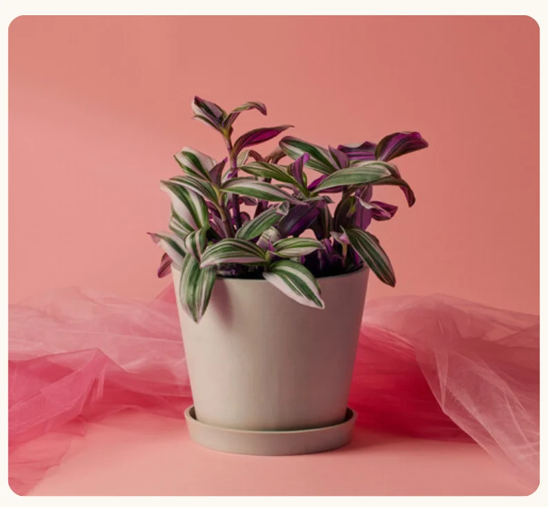 tradescantia nanouk