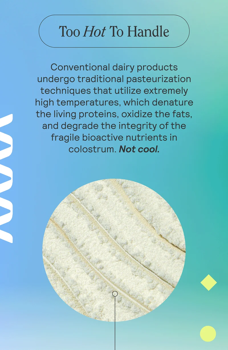 Too Hot To Handle Conventional dairy products undergo traditional pasteurization techniques that utilize extremely high temperatures, which denature the living proteins, oxidize the fats, and degrade the integrity of the fragile bioactive nutrients in colostrum. Not cool.