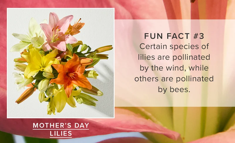 Fun Fact #3: Certain species of lilies are pollinated by the wind, white others are pollinated by bees. Featured Bouq: Mother's Day Lilies
