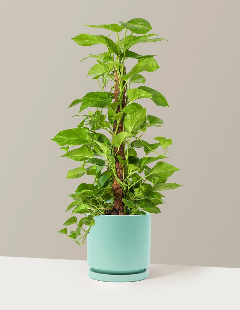 Image of Golden Pothos Totem