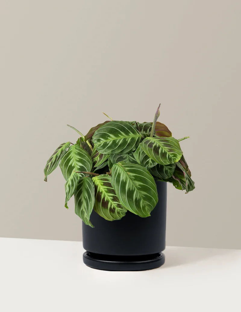 Image of Maranta Black Prayer Plant