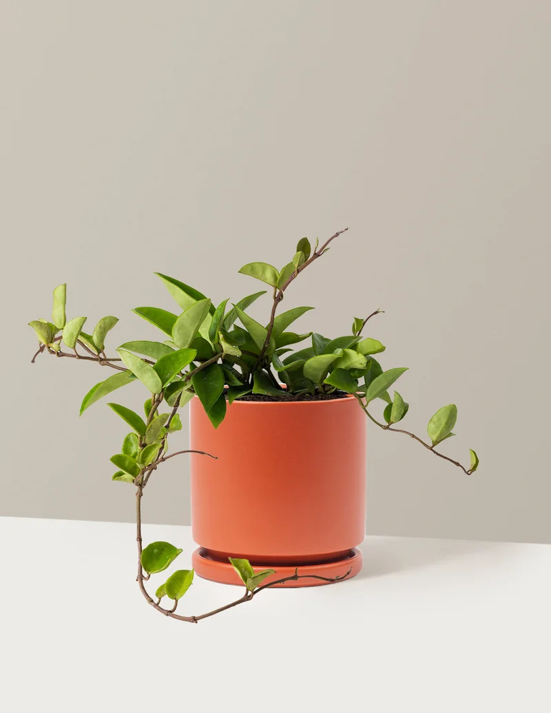 Image of Hoya Pubicalyx Green
