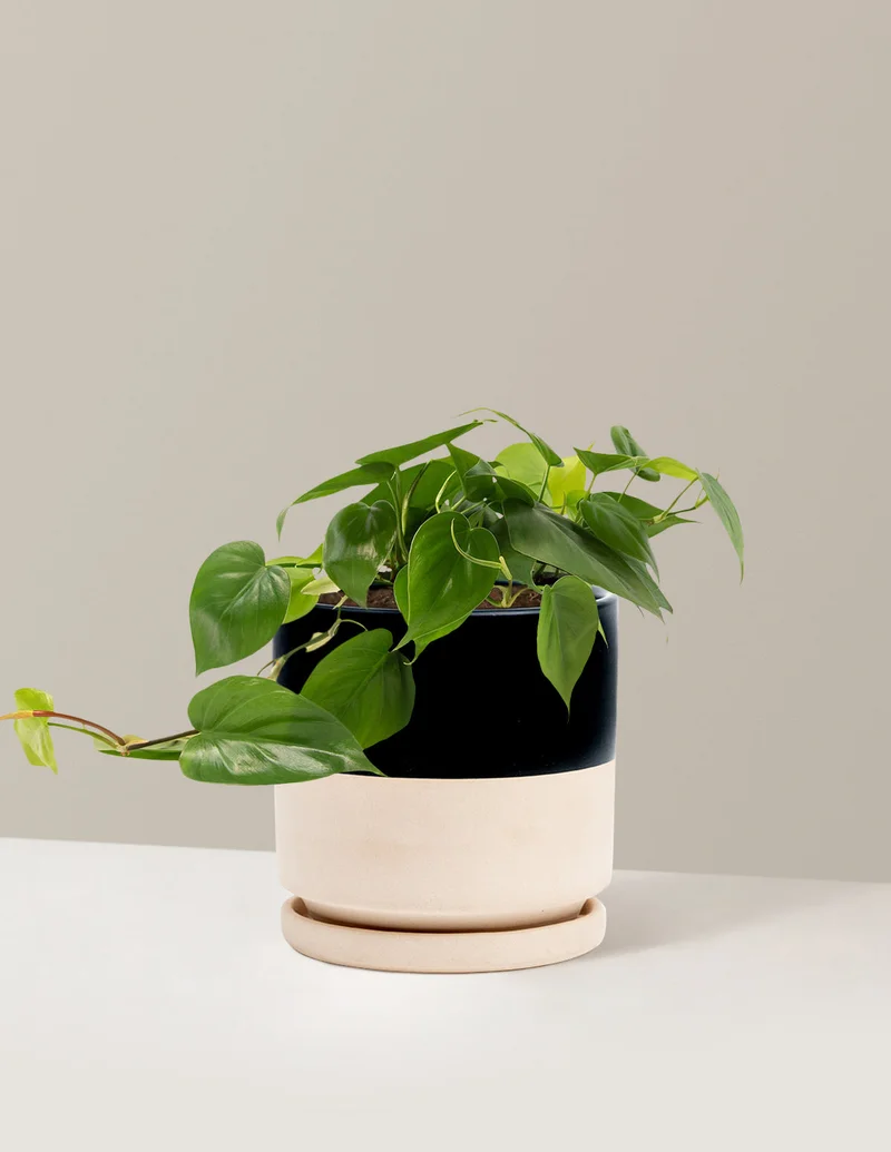 Image of Heartleaf Philodendron