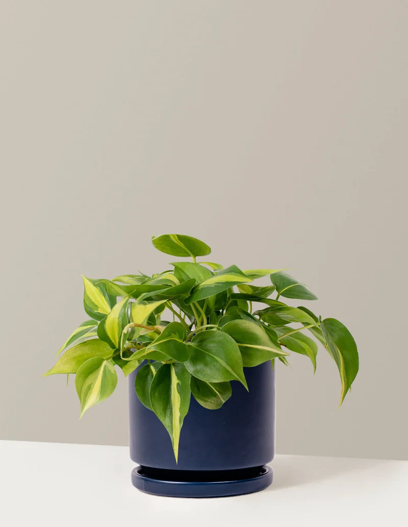 Image of Philodendron Brasil