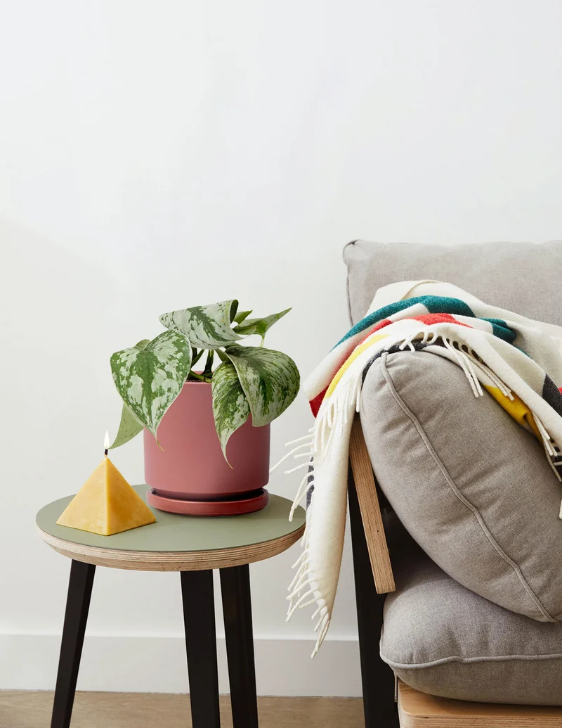 Image of Satin Pothos