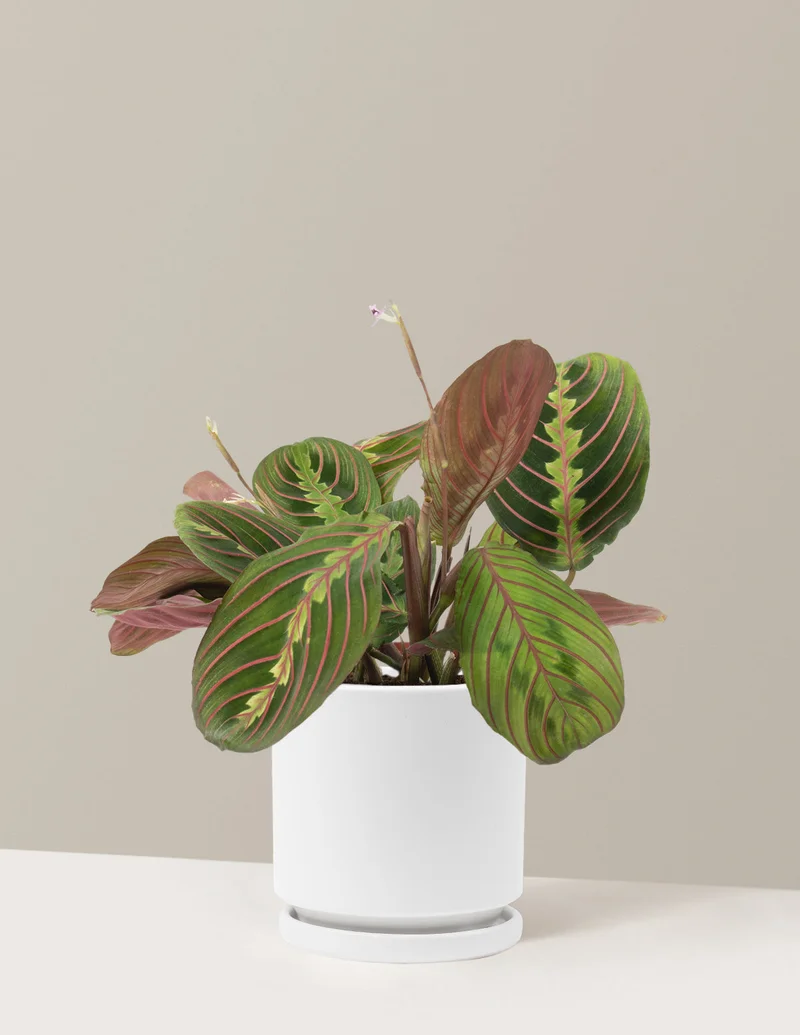 Image of Red Prayer Plant