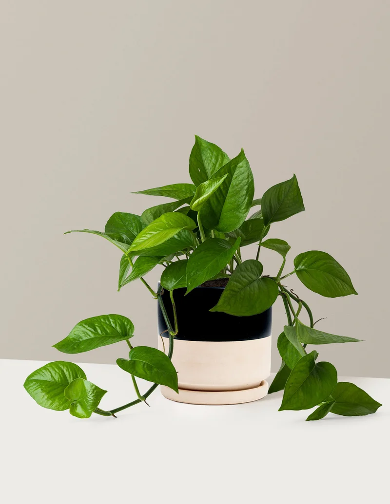Image of Jade Pothos