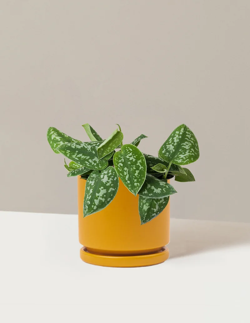 Image of Philodendron Silver
