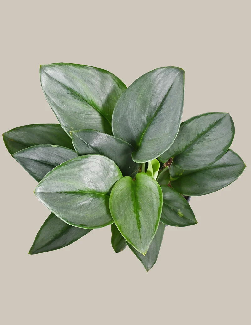 Image of Pothos Sterling Silver