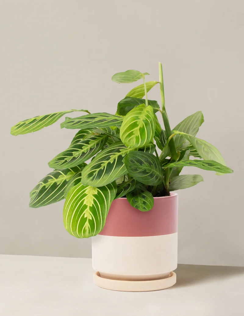 Image of Lemon Lime Prayer Plant