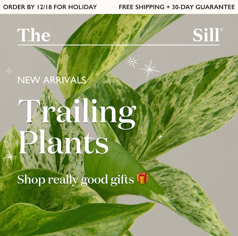 New Arrivals: Trailing Plants