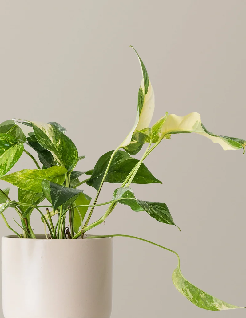 Image of Pothos Albo