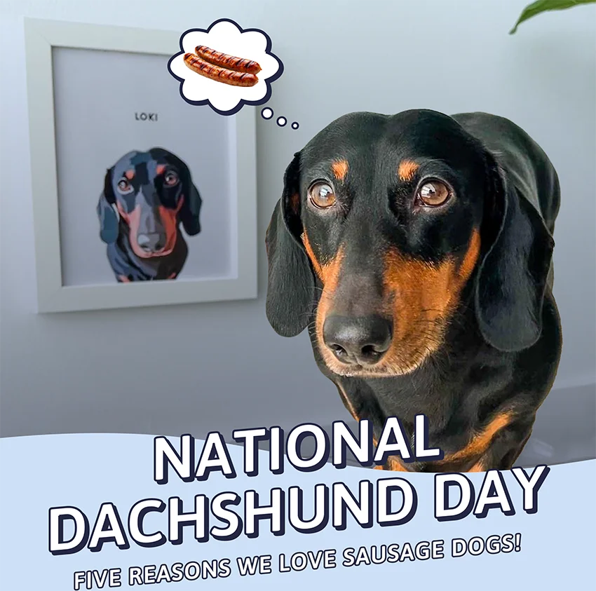 National Dachshund Day - Five reasons we love sausage dogs!