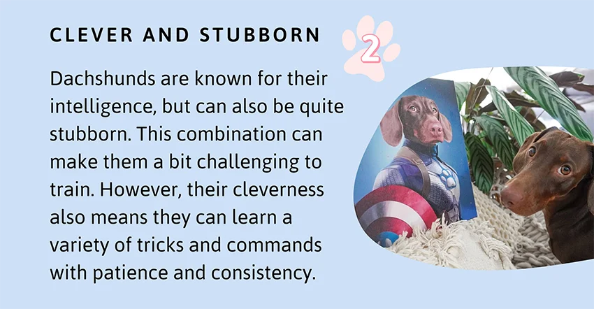 Clever and Stubborn: Dachshunds are known for their intelligence, but can also be quite stubborn. This combination can make them a bit challenging to train. However, their cleverness also means they can learn a variety of tricks and commands with patience and consistency.