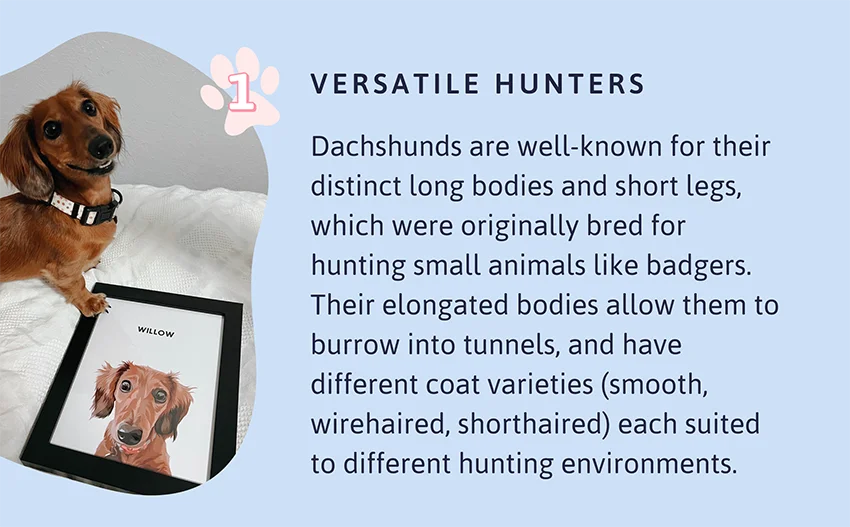 Versatile Hunters: Dachshunds are well-known for their distinct long bodies and short legs, which were originally bred for hunting small animals like badgers. Their elongated bodies allow them to burrow into tunnels, and have different coat varieties (smooth, wirehaired, shorthaired) each suited to different hunting environments.