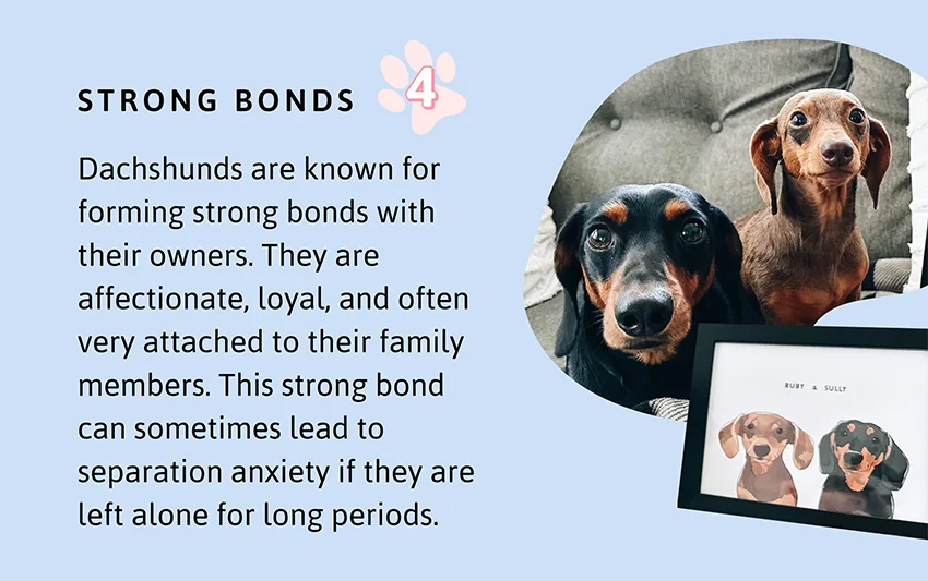 Strong Bonds: Dachshunds are known for forming strong bonds with their owners. They are affectionate, loyal, and often very attached to their family members. This strong bond can sometimes lead to separation anxiety if they are left alone for long periods.