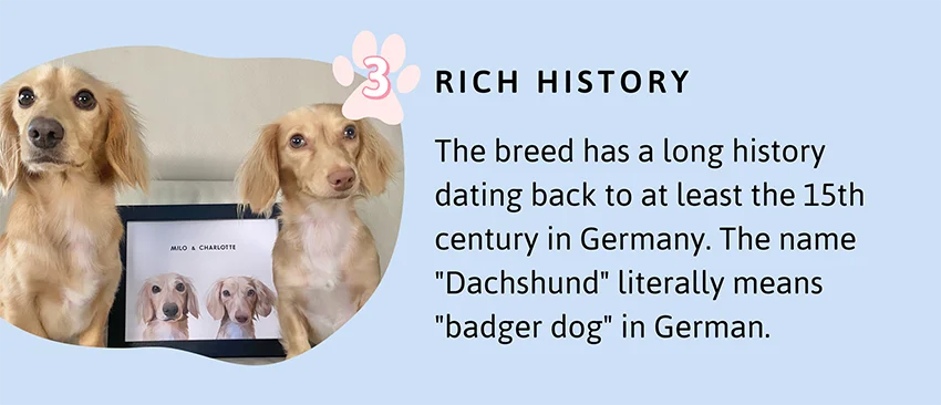 Rich History: The breed has a long history dating back to at least the 15th century in Germany. The name "Dachshund" literally means "badger dog" in German.