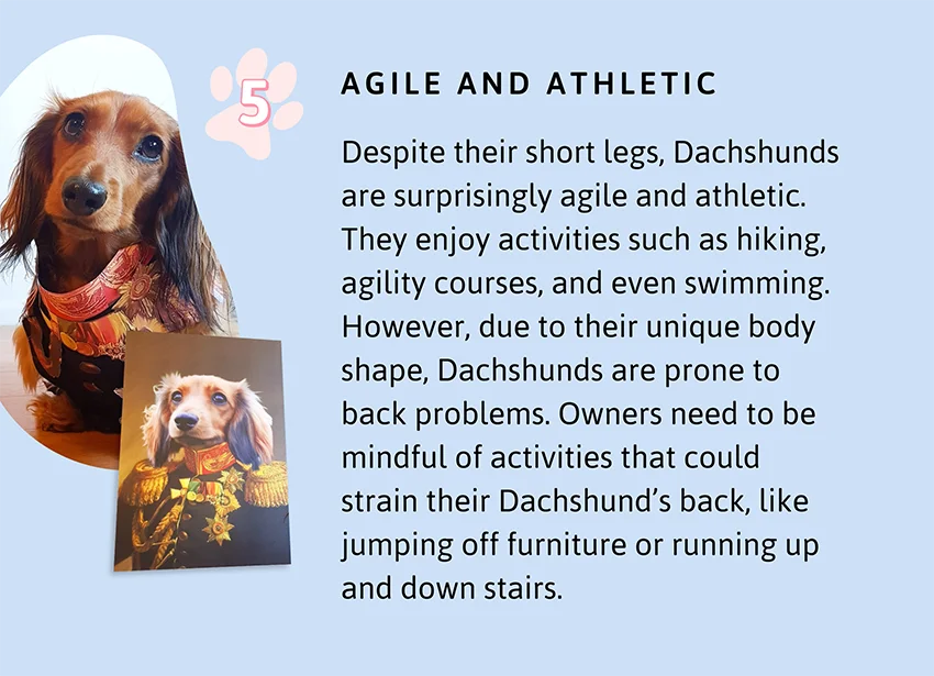 Agile and Athletic: Despite their short legs, Dachshunds are surprisingly agile and athletic. They enjoy activities such as hiking, agility courses, and even swimming. However, due to their unique body shape, Dachshunds are prone to back problems. Owners need to be mindful of activities that could strain their Dachshund’s back, like jumping off furniture or running up and down stairs.