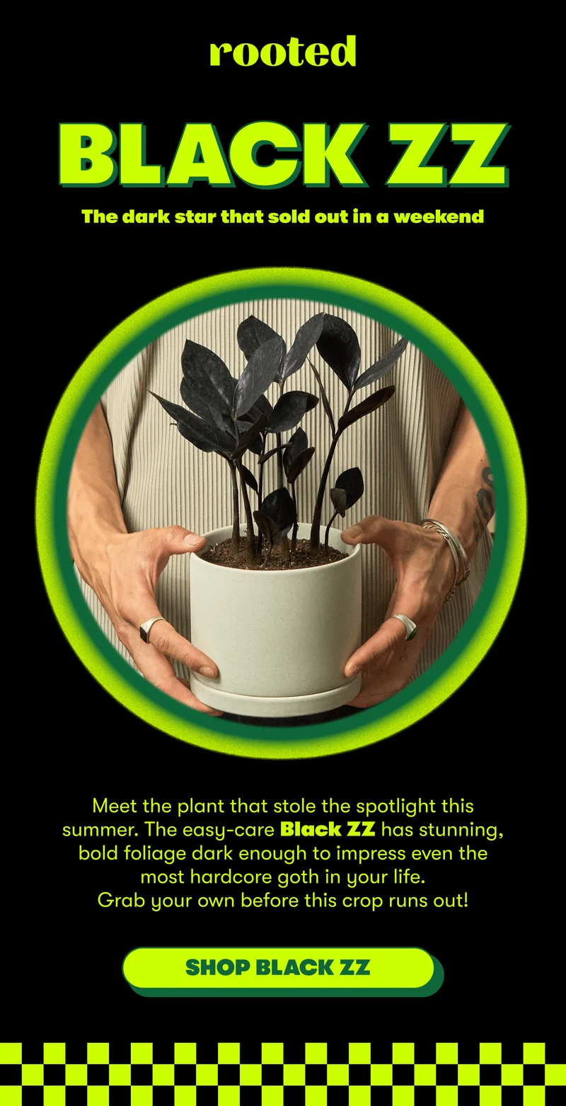 BLACK ZZ The dark star that sold out in a weekend  Meet the plant that stole the spotlight this summer. The easy-care Black ZZ has stunning, bold foliage dark enough to impress even the most hardcore goth in your life.   Grab your own before this crop runs out! [SHOP BLACK ZZ]