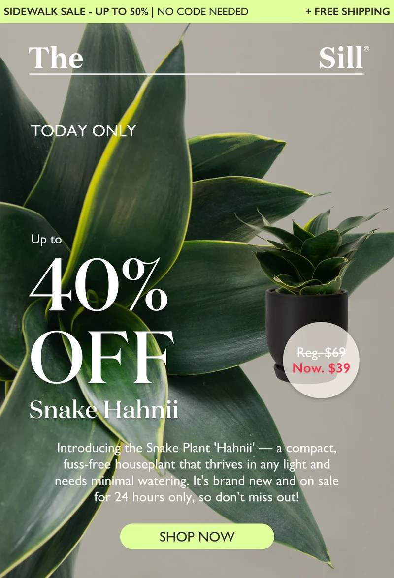 TODAY ONLY: Up to 40% off Snake Plant Hahnii