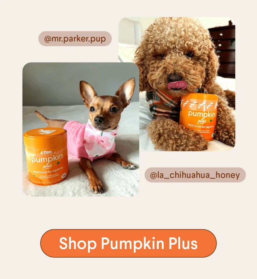 Shop Pumpkin Plus