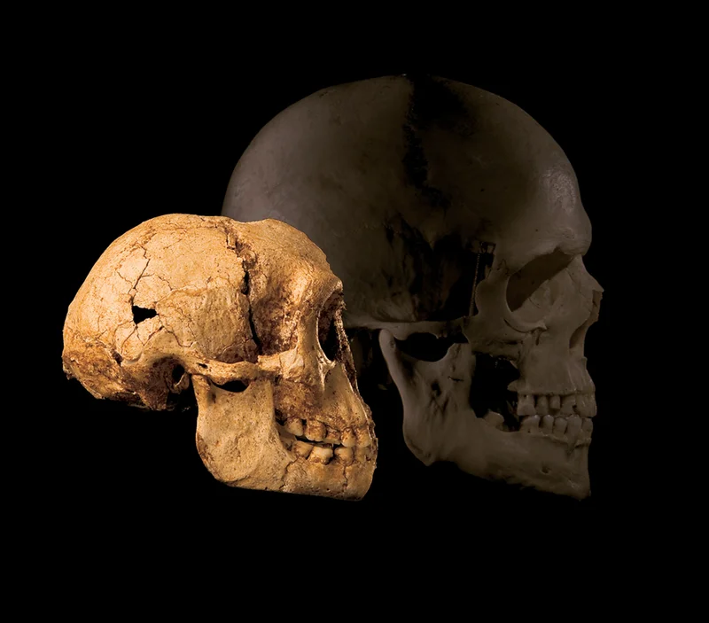 Homo floresiensis skull