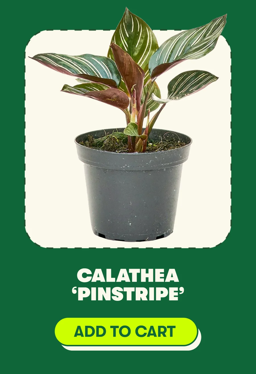 Calathea ‘Pinstripe’ [ADD TO CART]