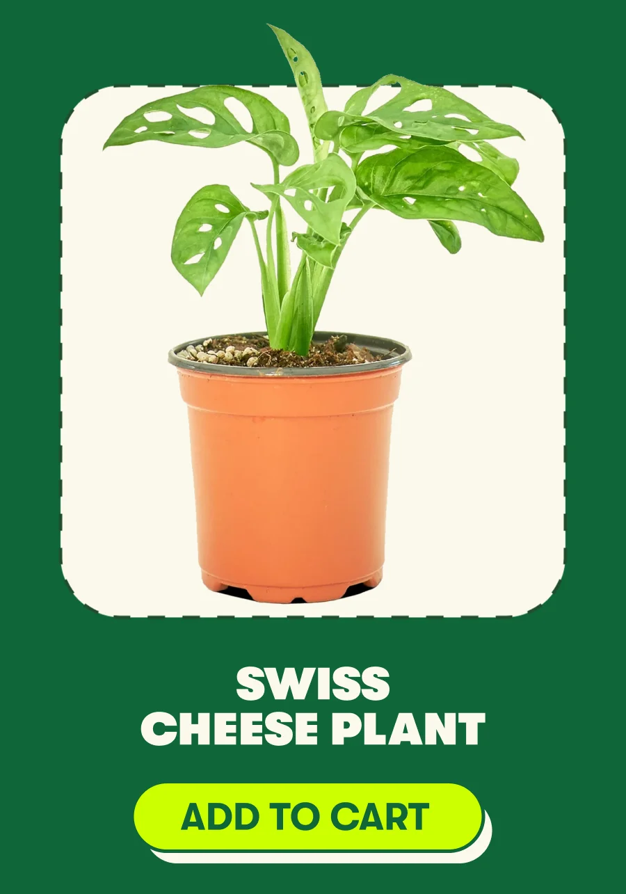 Swiss Cheese Plant [ADD TO CART]