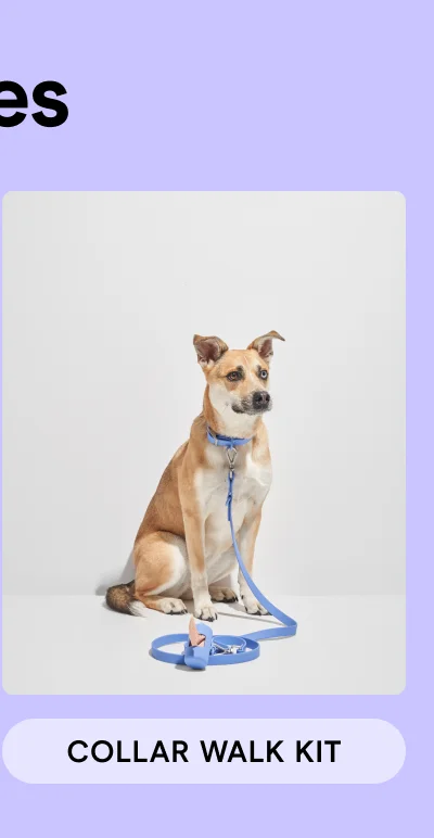Shop Collar Walk Kit