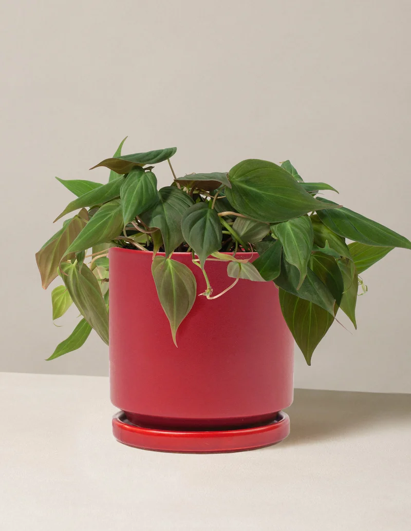 Image of Philodendron Micans
