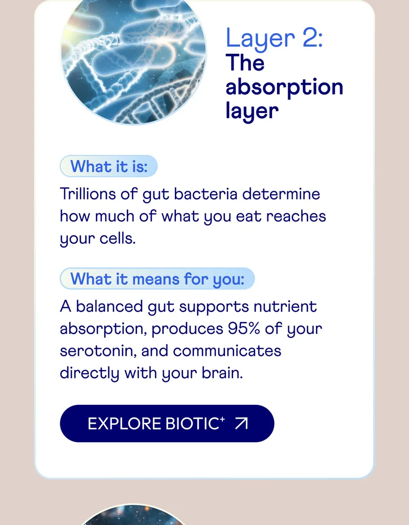 Layer 2: The absorption layer