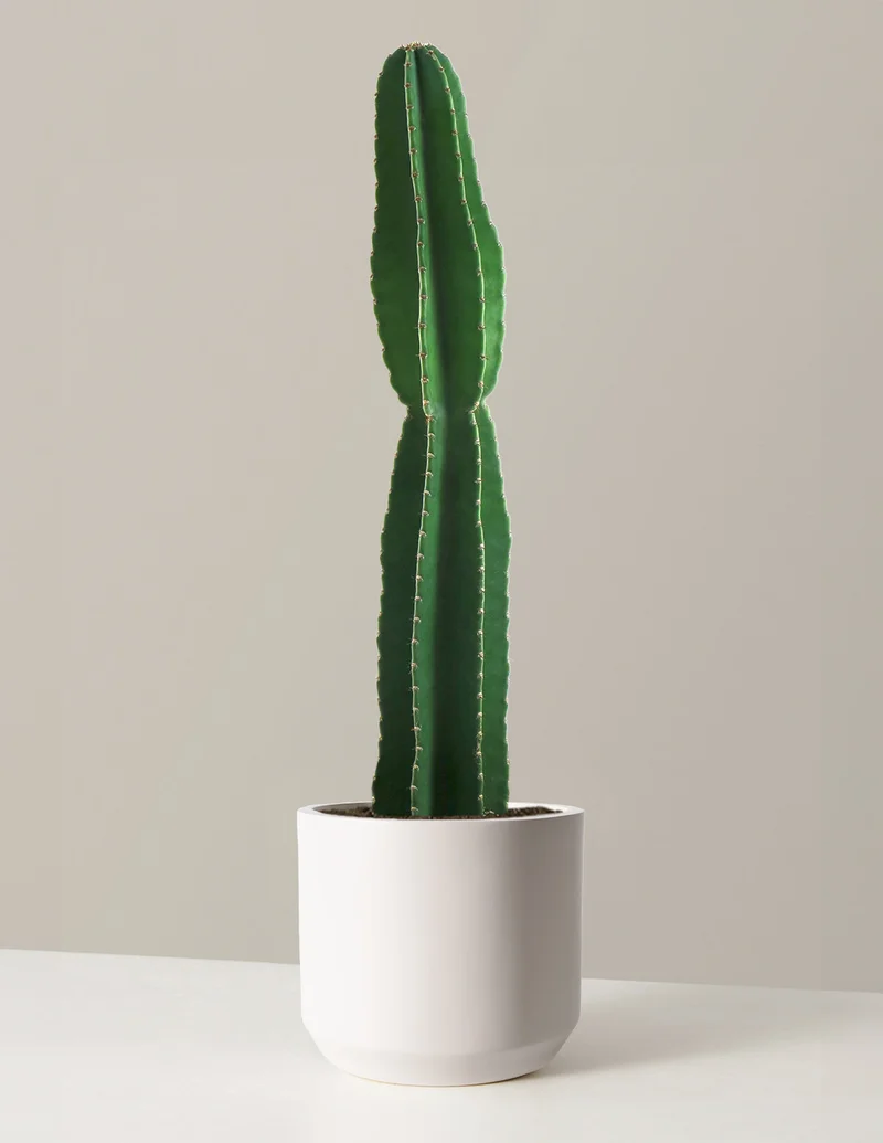 Image of Peruvian Apple Cactus