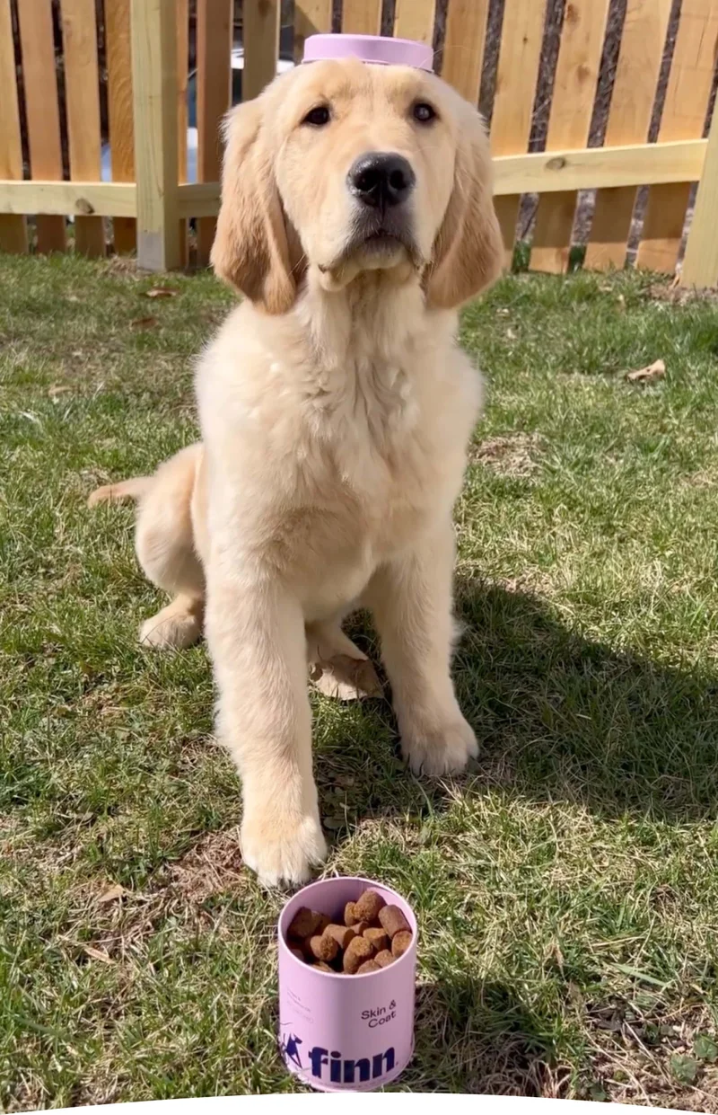 Image: Golden Retriever balancing lid of Finn Skin & Coat Soft Chews on their head