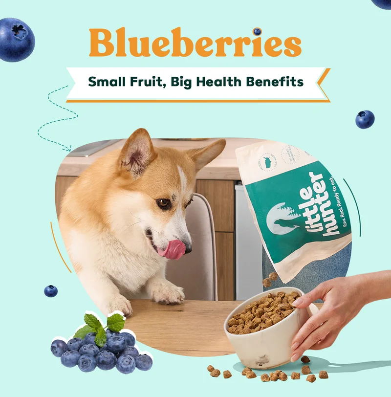 Blueberries  Small Fruit, Big Health Benefits