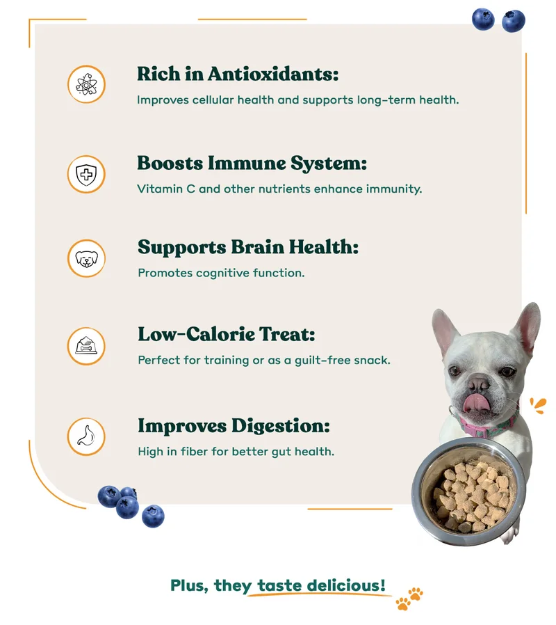 Why Your Dog Will Love Blueberries
