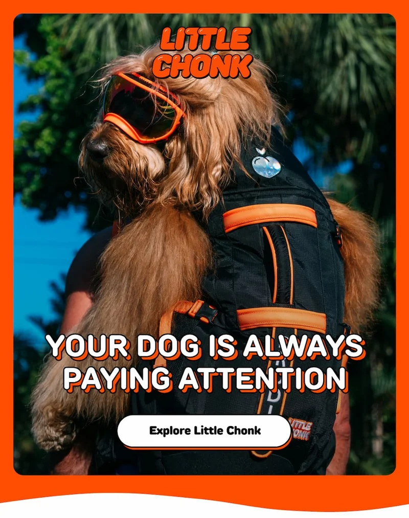YOUR DOG IS ALWAYS PAYING ATTENTION