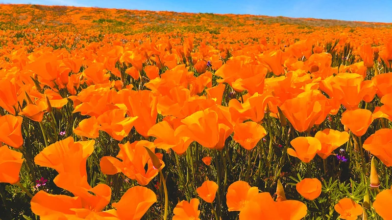 Image description: Field of orange poppies in Antelope Valley.