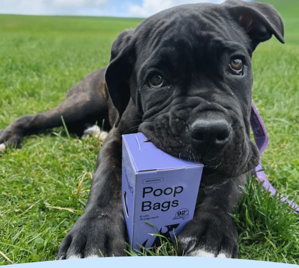 photo: Black Lab puppy with Finn poop bags