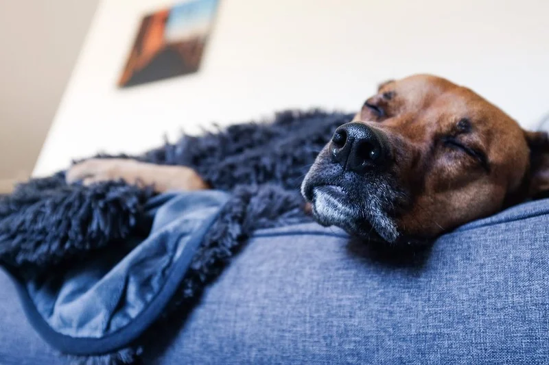 PawProof™ Throw Blanket
