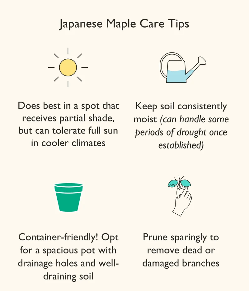 Does pest in a spot that receives partial shade, but can tolerate full sun in cooler climates.