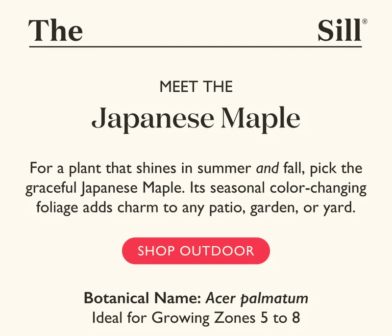 Shop Japanese Maples + More Outdoor Plants