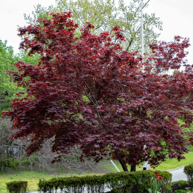 Image of Bloodgood Japanese Maple