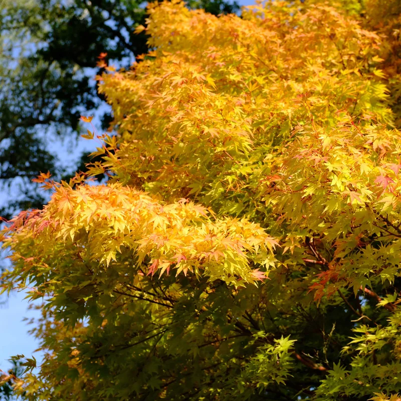 Image of Coral Bark Japanese Maple Tree