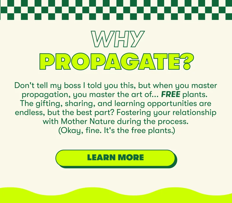 Why propagate? Don't tell my boss I told you this, but when you master propagation, you master the art of... FREE plants. The gifting, sharing, and learning opportunities are endless, but the best part? Fostering your relationship with Mother Nature during the process. (Okay, fine. It's the free plants.)